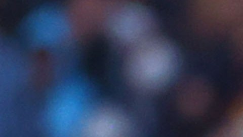 Los jugadores están fuera de la convocatoria felina.