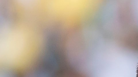 Javier Hernández