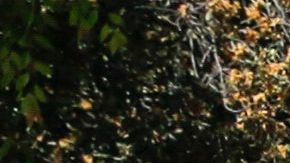 Una madre de dos hijos de siete y un año fue decapitada con una espada por su ex novio José Solano Landaeta en una calle del área de la bahía en California