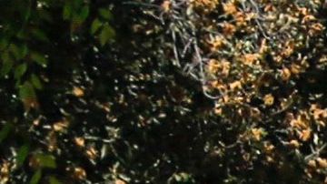 Una madre de dos hijos de siete y un año fue decapitada con una espada por su ex novio José Solano Landaeta en una calle del área de la bahía en California