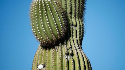 Mujer francesa denuncia ser una gran víctima de la delincuencia, le robaron su cactus