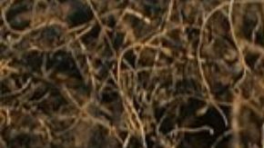 Mujer se enfrenta a un tigre para evitar que su bebé fuera devorado