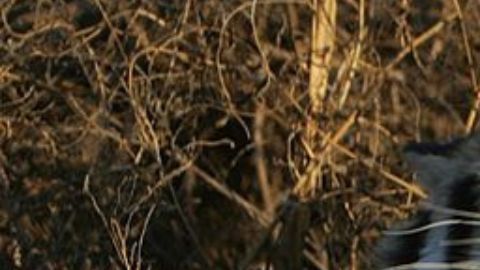 Mujer se enfrenta a un tigre para evitar que su bebé fuera devorado