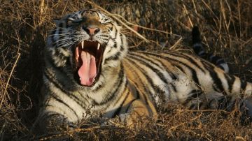 Mujer se enfrenta a un tigre para evitar que su bebé fuera devorado