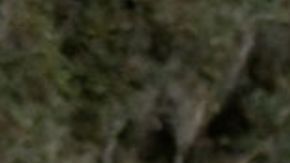 Nadadores arriesgan su vida en el Huracán Ian por placer (VIDEO)