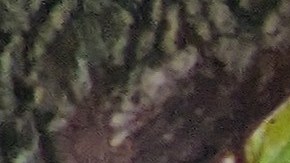 La consul Marcela Celorio (der.) acompañada de actores que representan a los héroes de la independencia de México. (Jacqueline García/La Opinión)