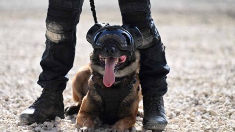 Cada vez es más frecuente la presencia de perros policía