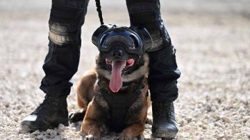Cada vez es más frecuente la presencia de perros policía