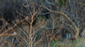 Policías de México