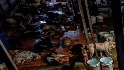 El refugio de Servicios para Animales de Sugar Land se convirtió en una trampa mortal para 38 mascotas