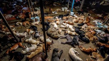 El refugio de Servicios para Animales de Sugar Land se convirtió en una trampa mortal para 38 mascotas