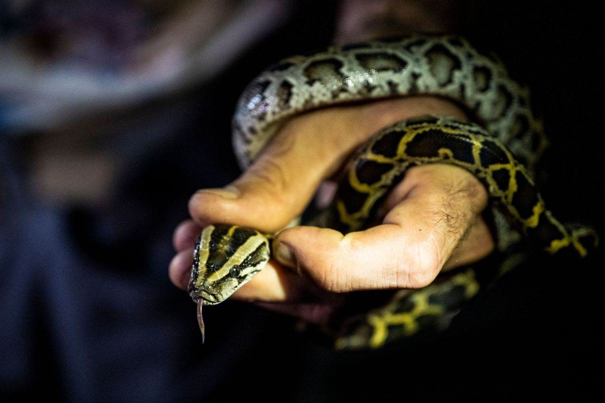 VIDEO: Extraen una serpiente viva de la oreja de una mujer en la India - La  Opinión