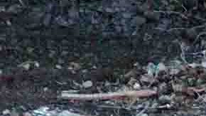 Las autoridades pasaron por alto la condición migratoria de cientos de trabajadores