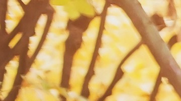 Otoño amor