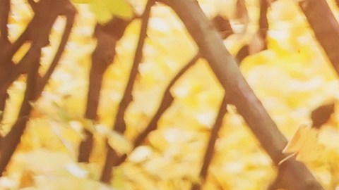 Otoño amor