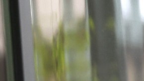 Imagen de un anuncio luminoso de la cadena Chipotle de comida rápida.