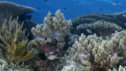 Los corales no sobreviven si la temperatura del agua es demasiado cálida.