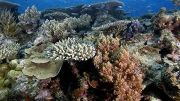 Los corales no sobreviven si la temperatura del agua es demasiado cálida.