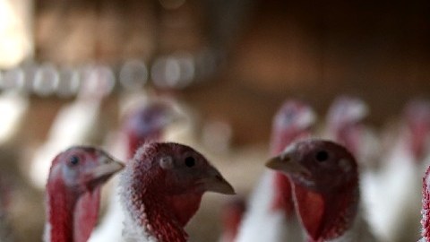 Imagen de varios pavos de color blanco en una granja de pavos.