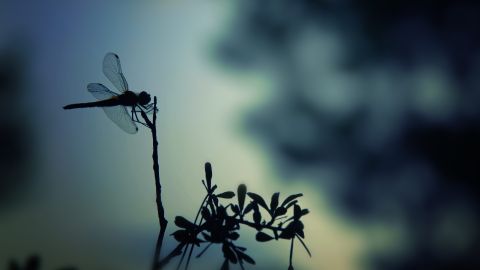 Libélula o caballito del diablo