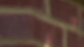 Mascotas oferta de trabajo