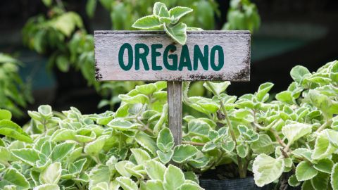 Orégano, rituales