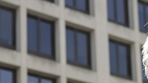 Steve Bannon fue acusado por desacato al Congreso debe cumplir 6 meses en prisión.