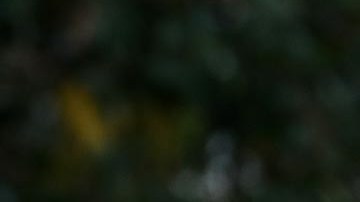 La fiscal exige que Meadows se presente a testificar, pero los abogados interfieren en la solicitud.