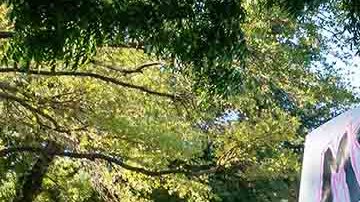 El gobierno continúa buscando alternativas médicas para las mujeres estadounidenses.