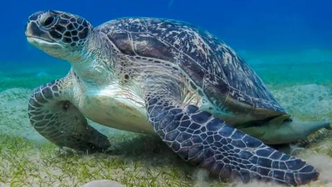 La investigación que reveló la forma de comunicación “secreta” de 50 animales marinos que se creía eran silenciosos