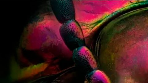 Las extraordinarias imágenes de animales en una competición de fotografía microscópica