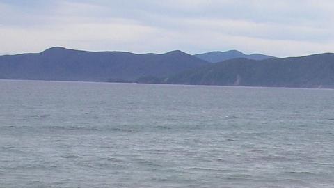 Mueren 240 ballenas piloto varadas en Nueva Zelanda