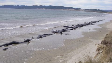 Mueren 240 ballenas piloto varadas en Nueva Zelanda