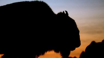 En Texas se ha tratado de conservar a los bisontes