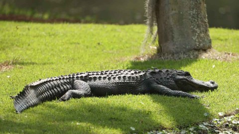 Los caimanes residen a más de 1,500 millas de distancia de Idaho