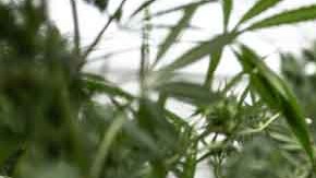 El cultivo de cannabis se está convirtiendo en toda una industria