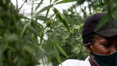 El cultivo de cannabis se está convirtiendo en toda una industria