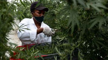 El cultivo de cannabis se está convirtiendo en toda una industria