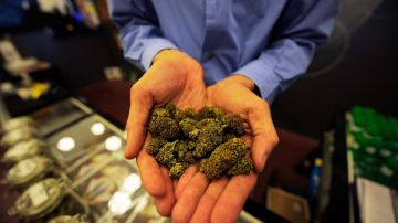 El cannabis para consumo personal ya es legal en Toronto