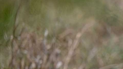 La presencia de ciervos en la zona resulta común