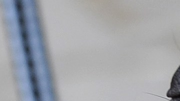 Pitbull dogs bark during the Prague Pitbull show on June 19, 2010 in the capital city. AFP PHOTO /MICHAL CIZEK (Photo credit should read MICHAL CIZEK/AFP via Getty Images)