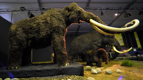CIA se une a plan para revivir al mamut lanudo y otros animales extintos