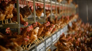 Gripe aviar infecta una granja de huevos de Iowa con 1 millón de pollos y obliga a sacrificarlos
