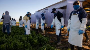 Los trabajadores agrícolas recibirán por fin ayuda tras la pandemia de COVID-19.