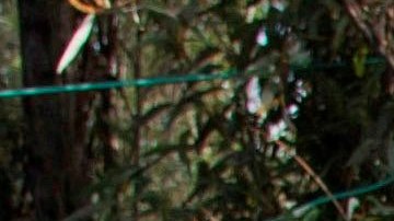 Shocker (derecha) se hizo daño dentro de su celda.