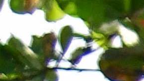 Cientos de inmigrantes, la mayoría venezolanos, esperan en Colombia para cruzar a Panamá y seguir a EE.UU.