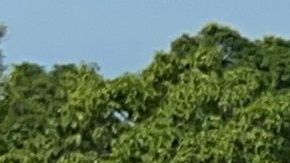 Miembros de la Guardia Nacional Mexicana en la frontera entre México y Guatemala durante una operación conjunta con las autoridades y el Ejército de Guatemala para evitar el cruce de caravanas de migrantes en Ciudad Hidalgo, estado de Chiapas, México, el 21 de octubre de 2022.