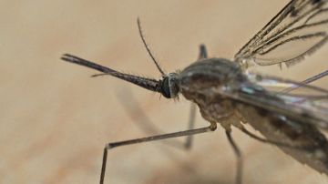 Tras el huracán Ian, ahora Florida enfrenta ataque de mosquitos que el gobierno busca detener
