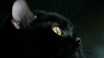 Los gatos negros, quizás más que cualquier otro tipo de gato, provocan una repuesta de miedo o rechazo en nosotros, los humanos.