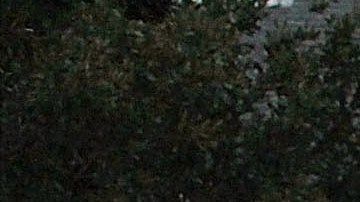 Niño hispano de 8 años en Texas muere tras disparo de hermano mientras jugaban